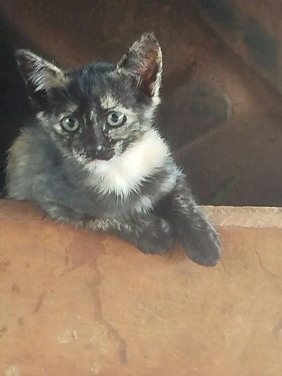 Gatinhos 