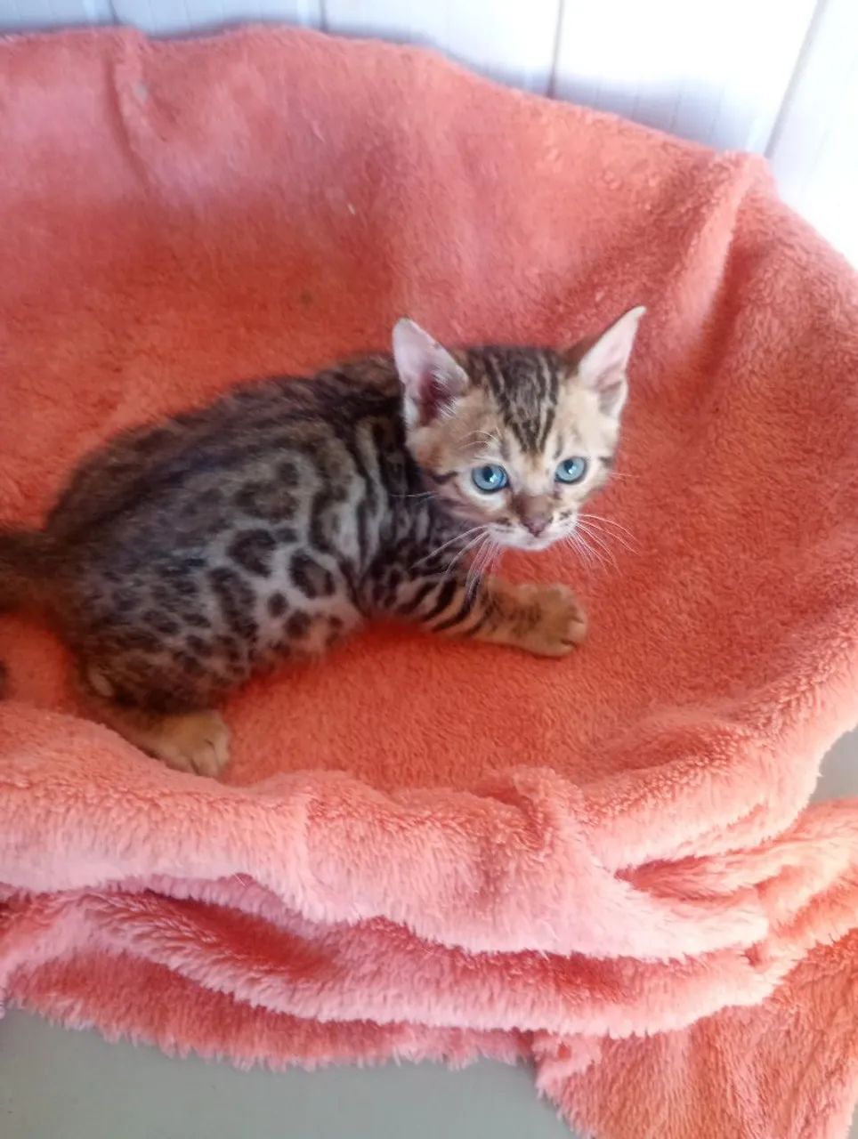 Gatinhos bengal 