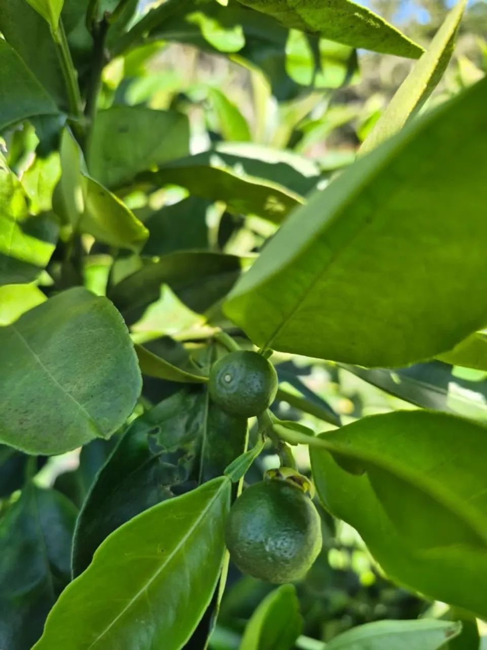 MUDAS DE LARANJA PÊRA RIO PRODUZINDO  - Foto 4