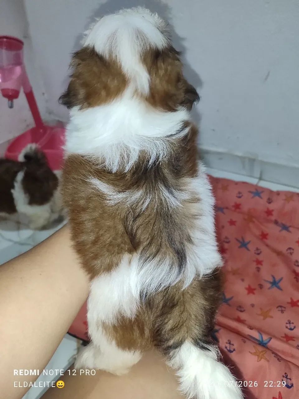 Cachorro  - Foto 2