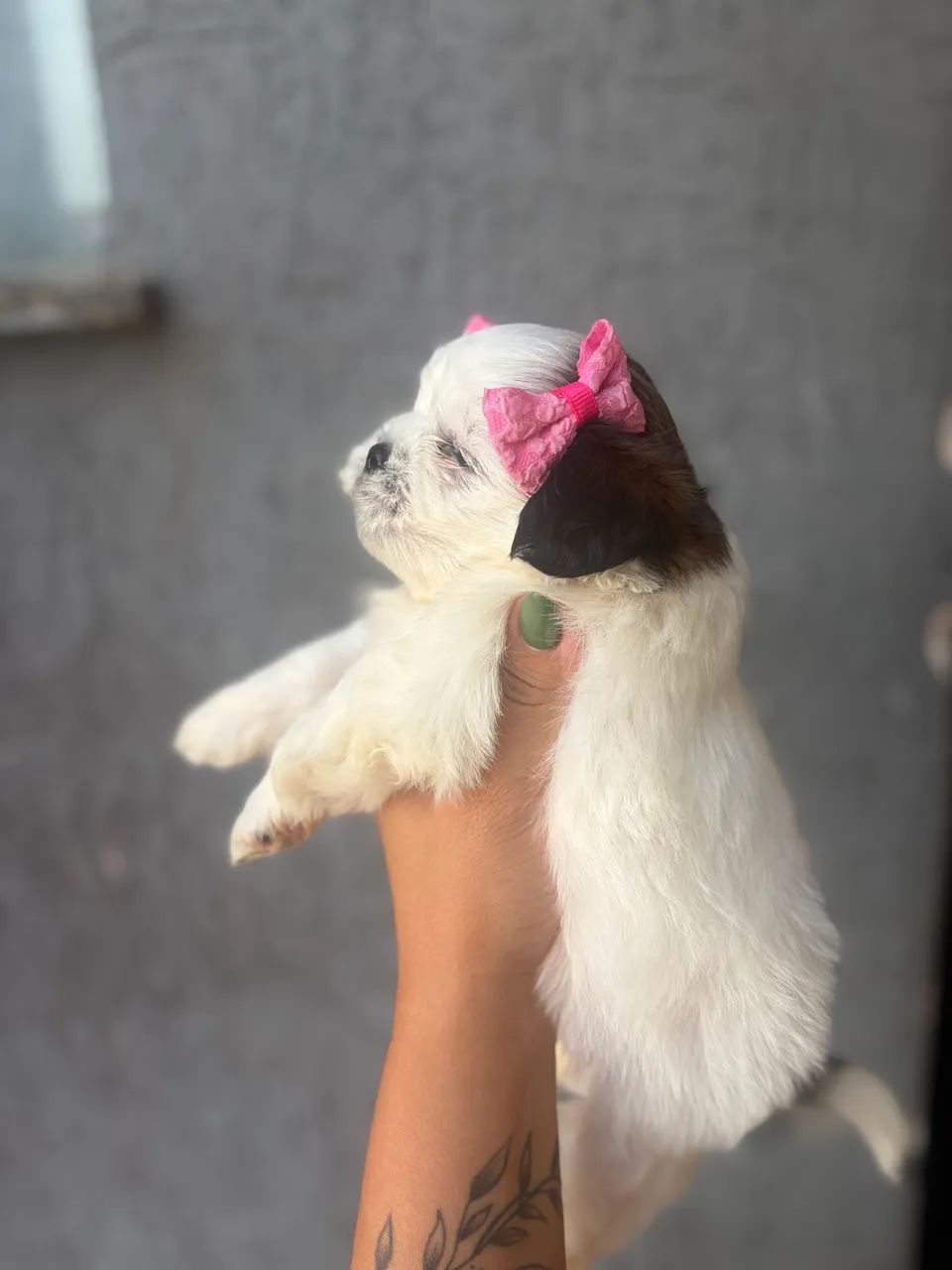 Fêmea shitsu disponível 