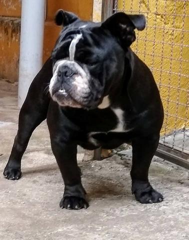 Bulldog Inglês Black English Bulldog Bulldog Inglês Preto