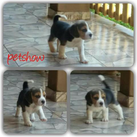 Beagle Filhotes 65 dias vacinados