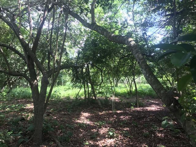 Granja, sítio, área, fazenda em Igarassu, Porto do vasco na estrada de mangue seco! - Foto 10