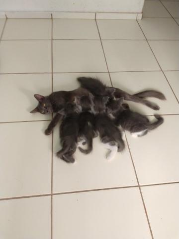 Gato - Foto 2