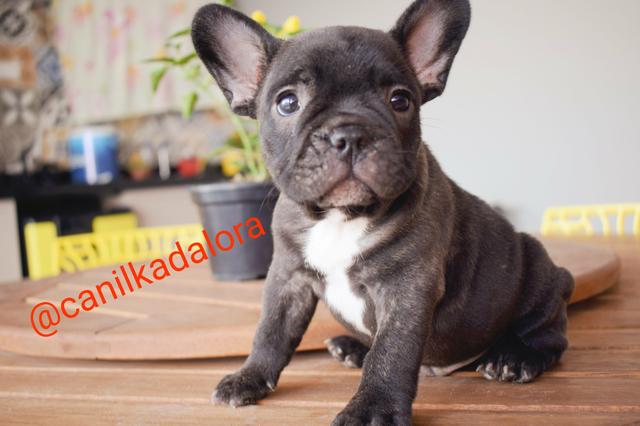 Filhotes de Bulldog frances com pedigree