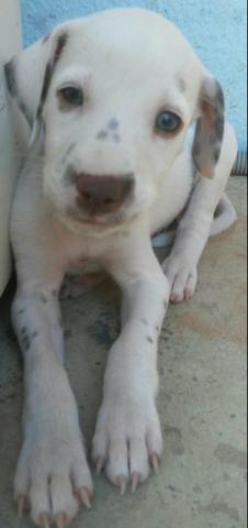 Vendo filhotes de dalmata - Foto 2