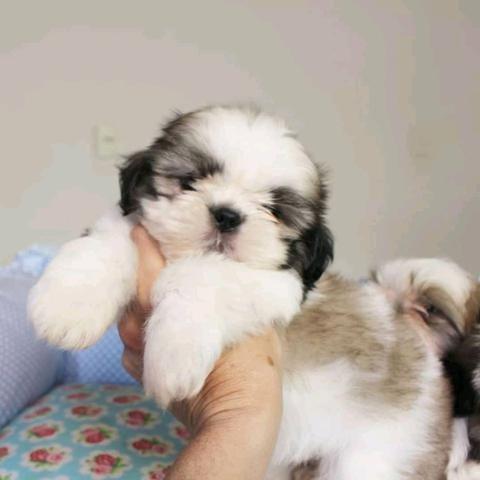 ShihTzu Macho!
