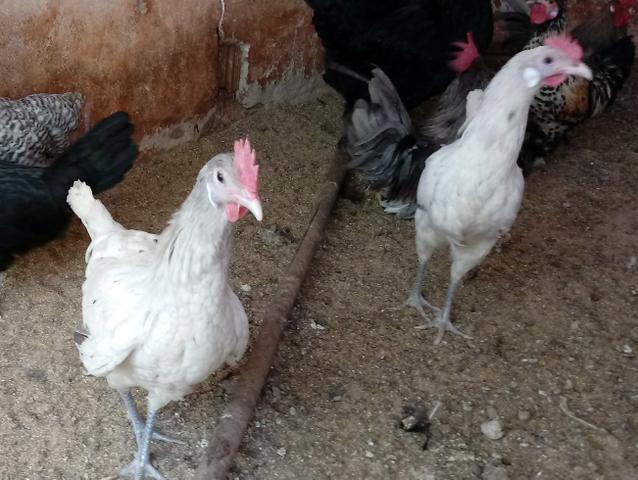 Frango cara d palhaço Espanhol ( arlequim)