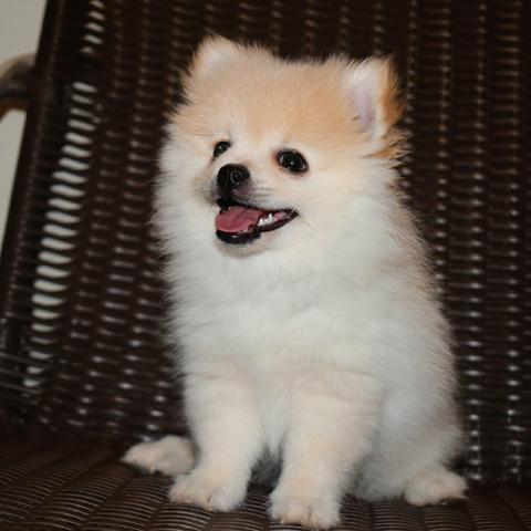Filhote de Spitz alemão creme - Foto 2