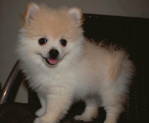Filhote de Spitz alemão creme - Foto 3