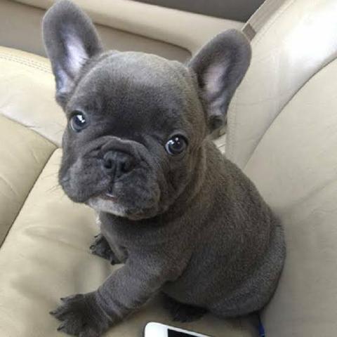 Bebês de bulldog Blue pied Chama no whats faça reserva