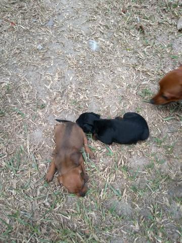 Pinscher 01 - Foto 6