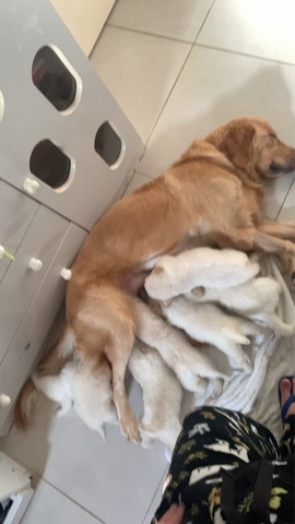 Filhotes samoieda e golden retrivez mistura dos dois