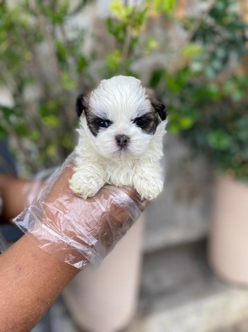 Shih Tzu - maravilhosos filhotes com garantias!!!!!