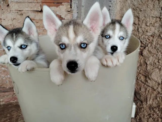 Vendo lindas filhotes de husky siberiano puras.  - Foto 3