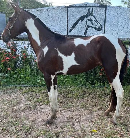 Cavalos venda permanente no haras Feijó - Cavalos e acessórios - Mata de  São João 1226772719