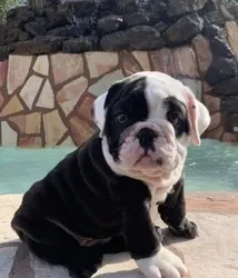 Bulldog ingles preto  +24 anúncios na OLX Brasil