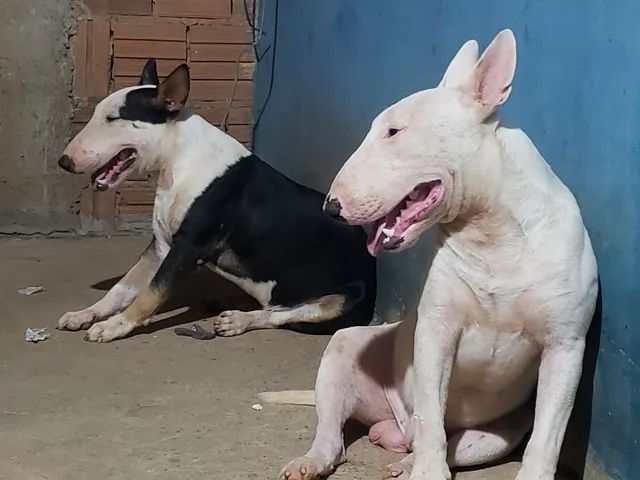 bull terrier * - Foto 3