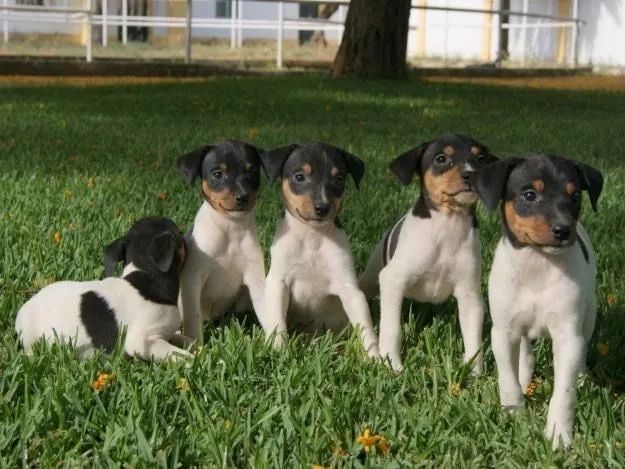 Fox paulistinha vermifugado