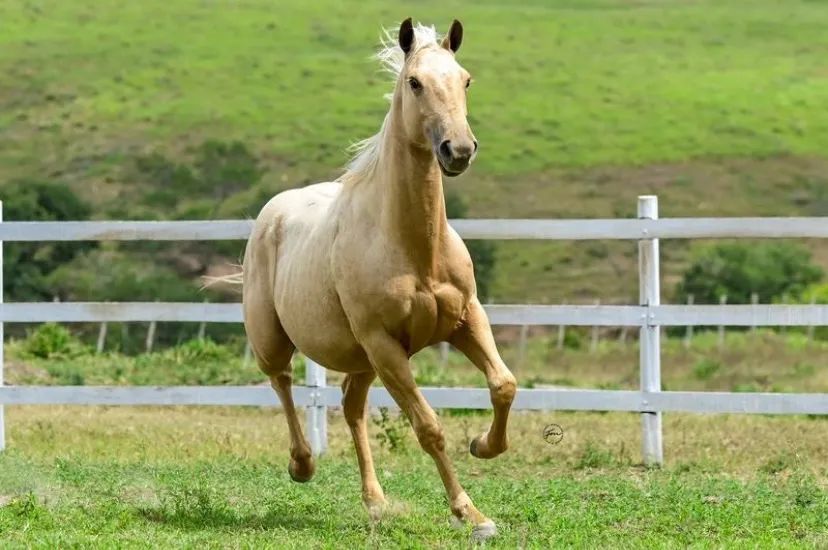 POTRA DESTINY STEEL X NAPOLEON SUS