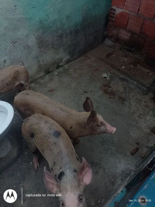 Venda de porcos  - Foto 4