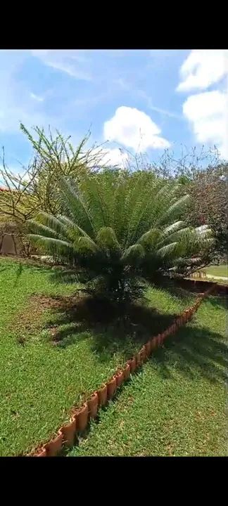 PLANTA CICA - Foto 2