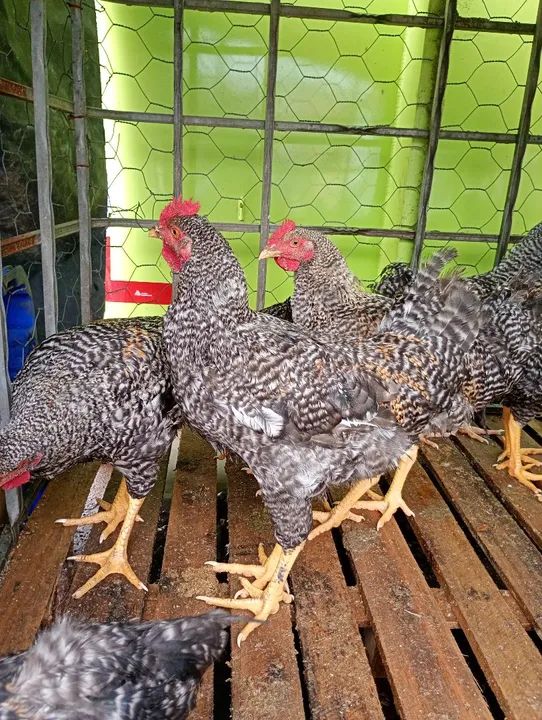 Vendo frangos  - Foto 2