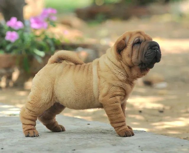 Shar pei for sales sale olx