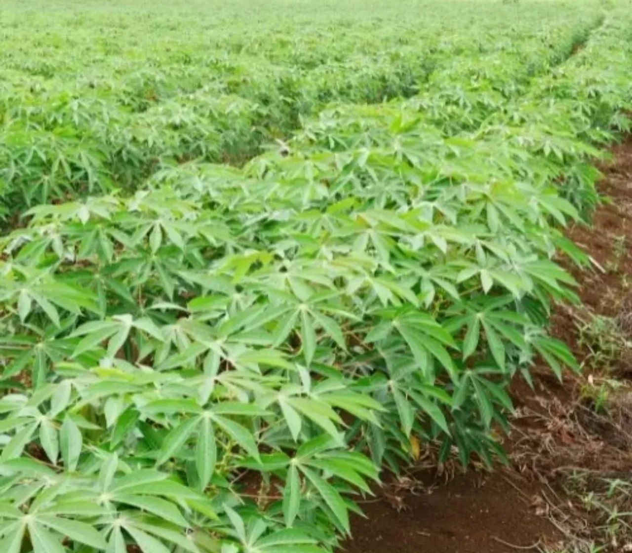 Mudas de Mandioca - Foto 2