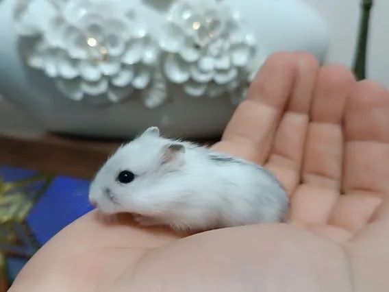 Filhotes de Hamster e outros roedores - Foto 2