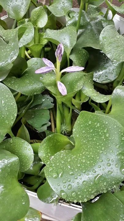 Mudas de Aguapé. - Foto 2