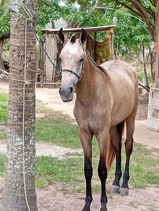 Potra Mangalarga Marchador - Foto 3
