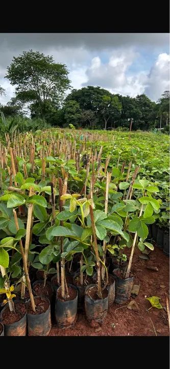 Mudas de pequi goiano e mineiro 