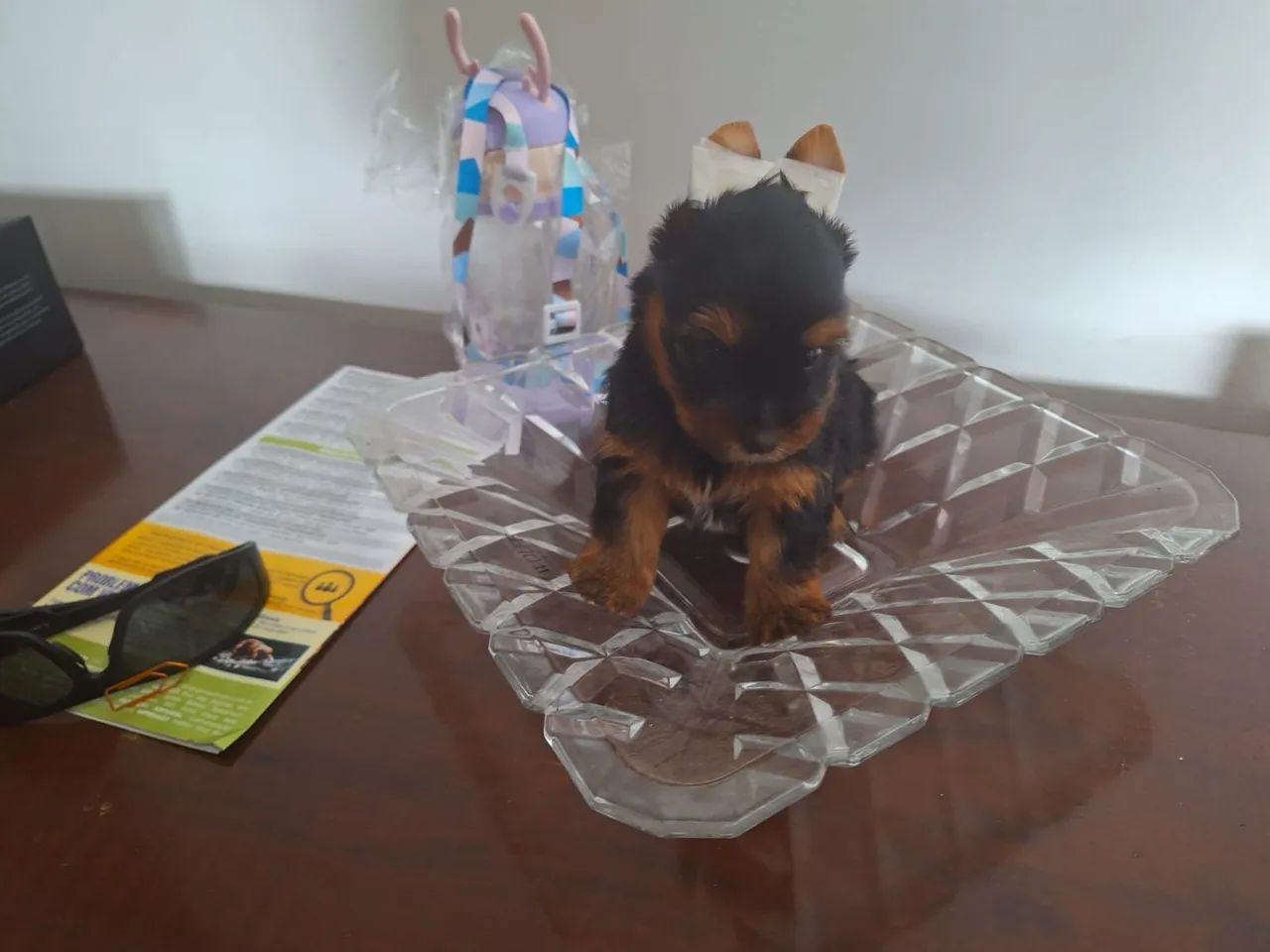 Lindos e fofinhos filhotes de Yorkshire bibelô baby face raridadede encontrar! - Foto 2