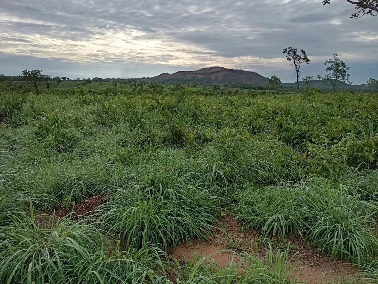 Fazenda 187 alq. No Tocantins 80 desmatado 35 formado 32 milhoes - Foto 3