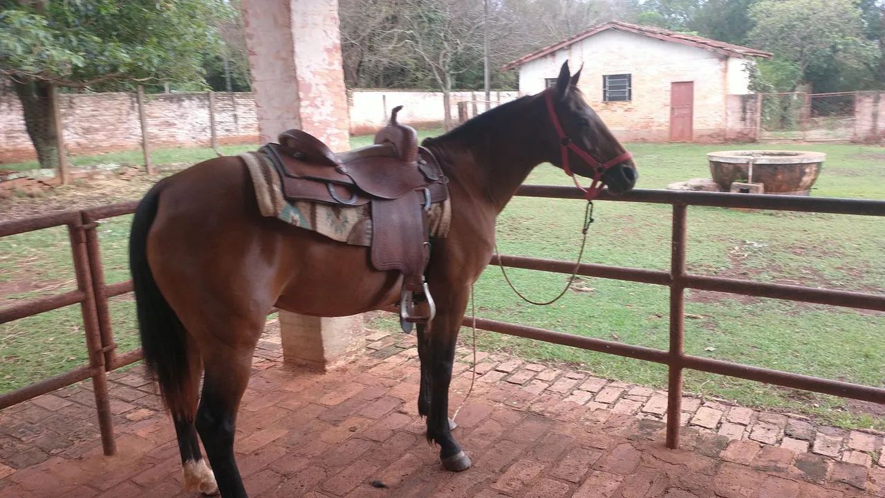 Sela de Rédeas e Passeio. - Foto 6