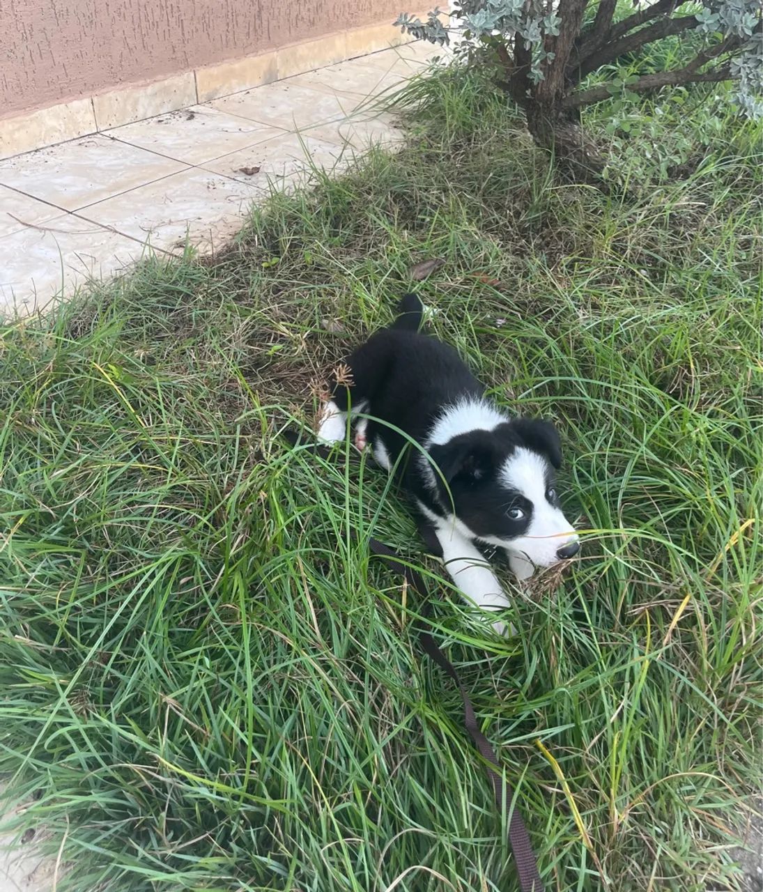 Filhote Border Collie - Foto 2