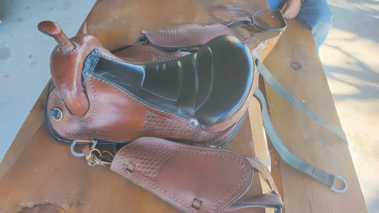 Cela cavalo  - Foto 2