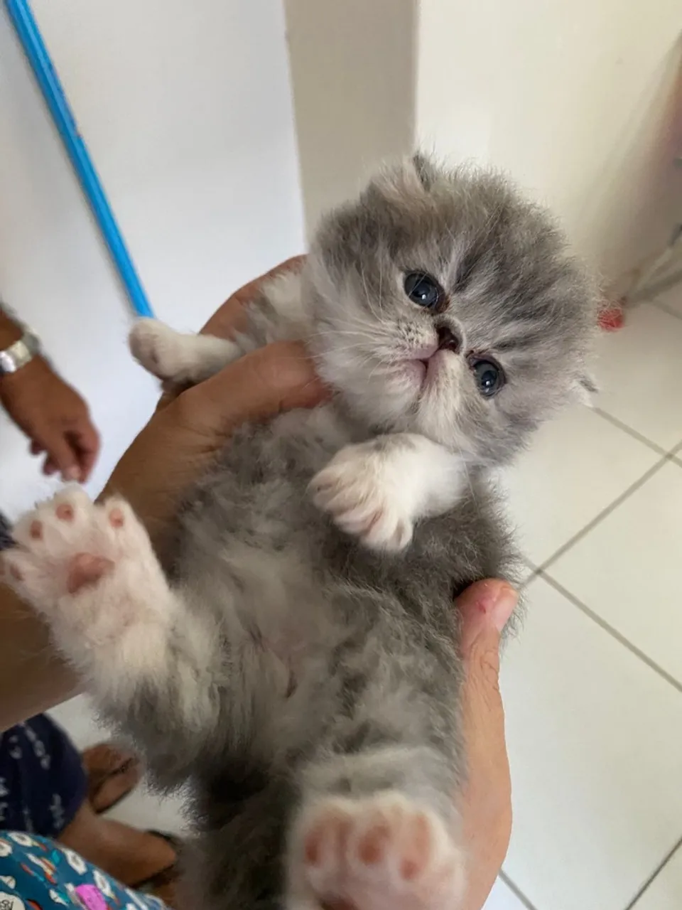 Gatinho Persa Show disponível para venda