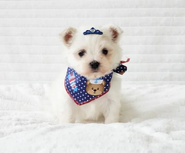 maltes mini disponivel