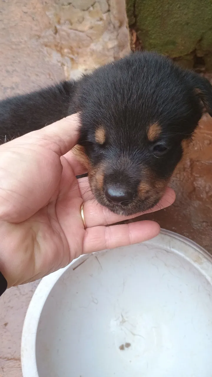 Vende se filhote hotiwlher