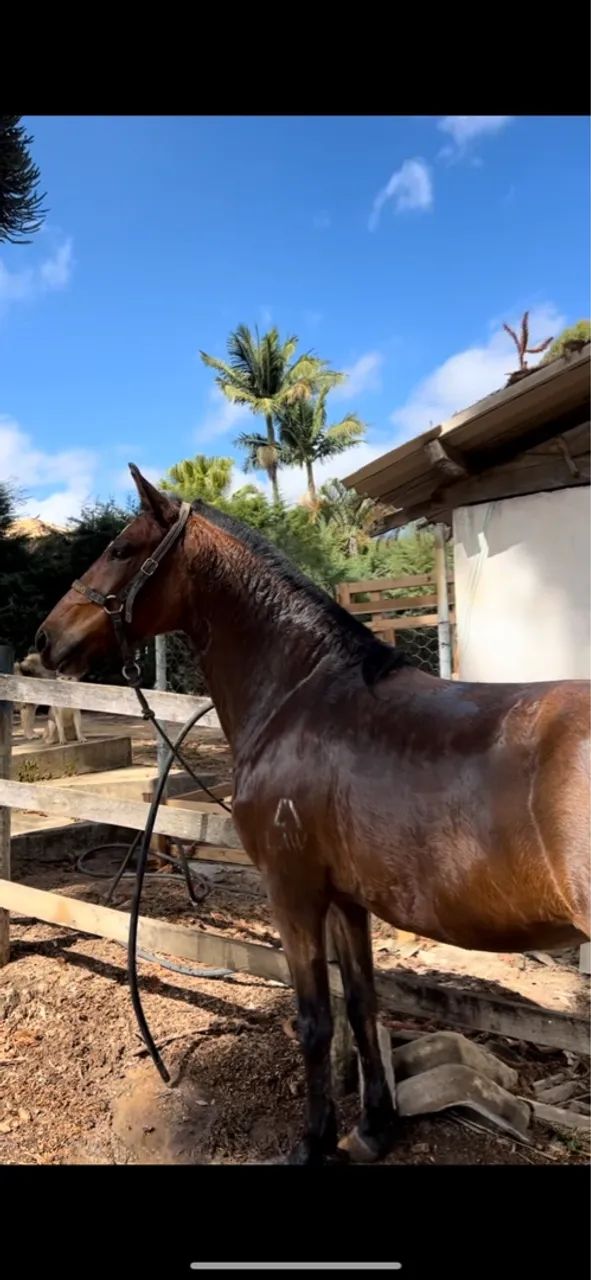 Egua mangalarga marchador registrada  - Foto 3