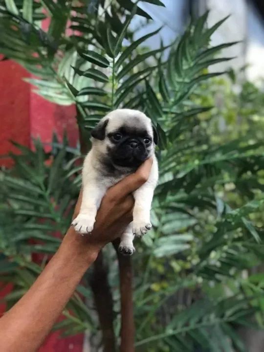 Pug Padrão CBKC - Foto 2