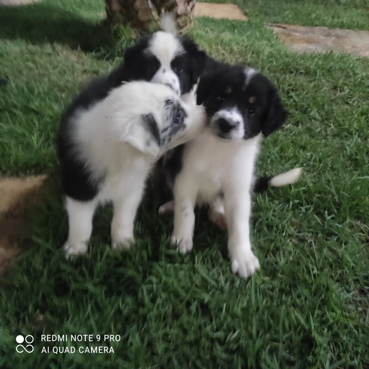 Filhotes de Border Collie