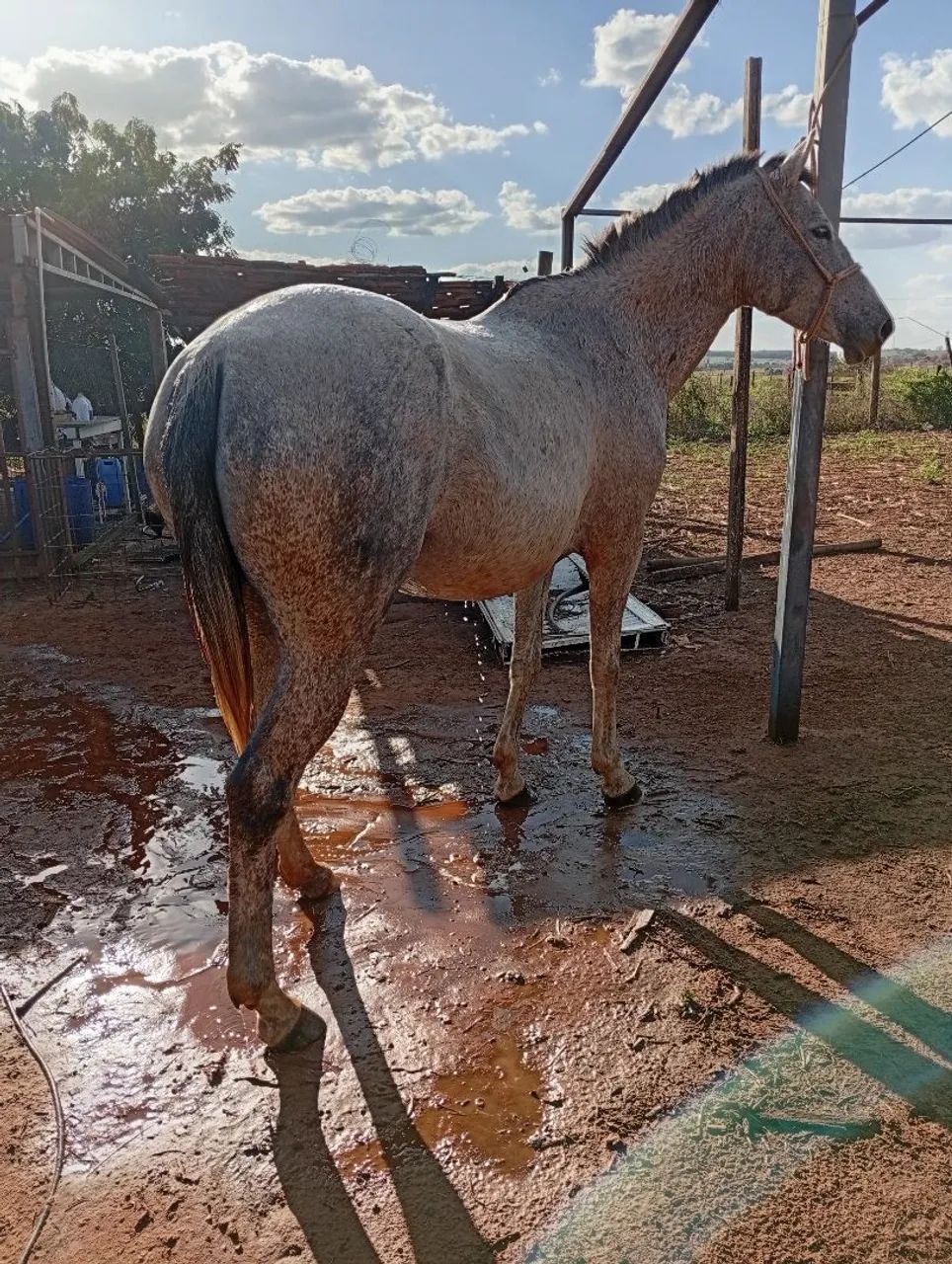 Égua  pra venda mansa 4 anos pra 5  - Foto 4