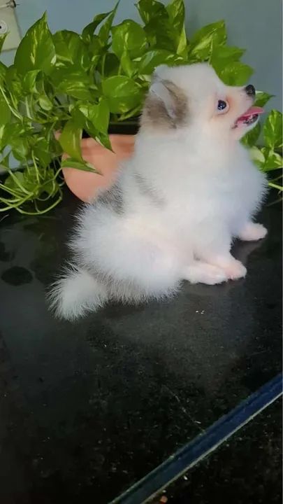 Spitz alemão macho parcelamos em 10x - Foto 5