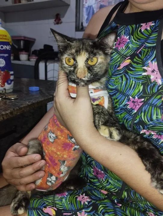 Gatinha Fêmea Castrada - Foto 3