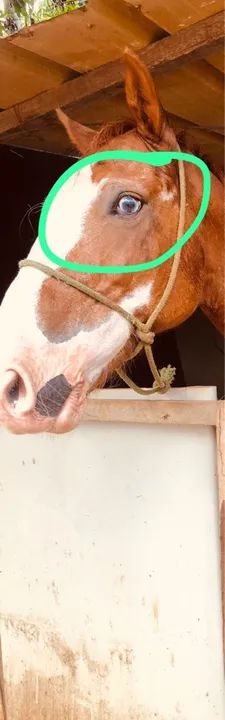 Cavalo quarto de milha para venda!  - Foto 3
