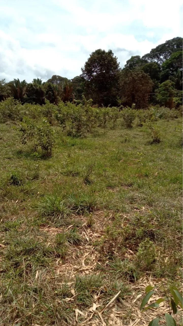 Vendo pouco mais de 29 hectares de terra